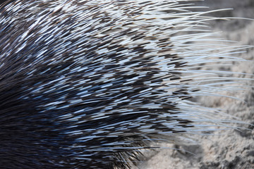 Porc-épic à crête