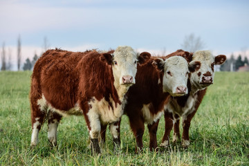 Steers grazing on the Pampas plain, Argentina