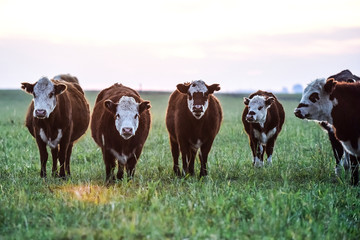 Steers grazing on the Pampas plain, Argentina