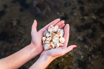 Girl holds seashells in her hands above the water
