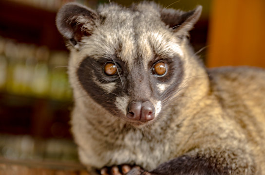 Luwak, peque&ntilde;o animal por la cual se extrae de sus heces los granos de caf&eacute; para hacerlo &uacute;nico 