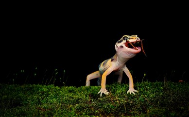 Leopard Gecko