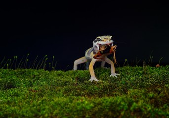 Leopard Gecko