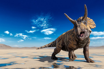 triceratops doing a cool pose on the desert walking after rain - obrazy, fototapety, plakaty