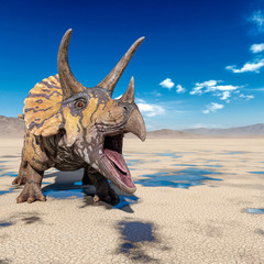 triceratops is angry on the desert after rain with space copy © DM7