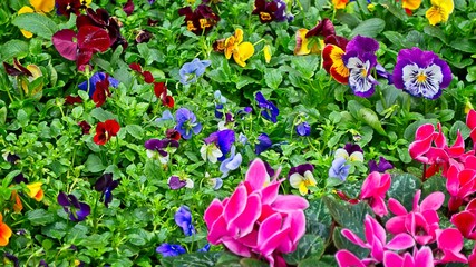 Blooming flowers at a portuguese food market. Spring.