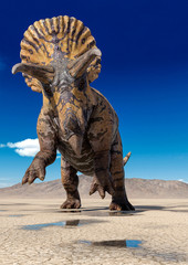 triceratops is standing up on the desert after rain © DM7