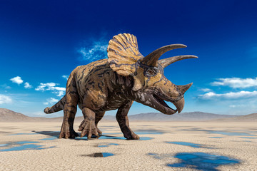 triceratops on the desert walking after rain side view - obrazy, fototapety, plakaty