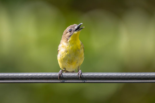 Cabe Cabean bird on a metal pole, Indonesia