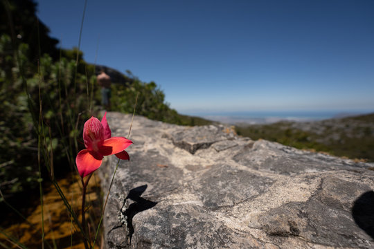 The Red Disa table mountain south africa