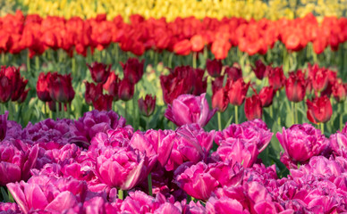 Colourful tulips at Keukenhof, Lisse, Netherlands, photographed in spring.