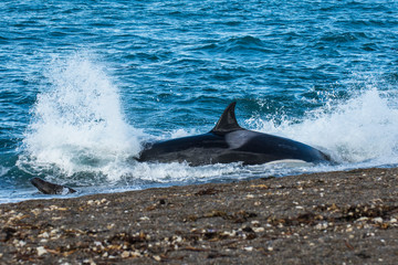 Fototapeta premium Killer whale hunting sea lions on the paragonian coast, Patagonia, Argentina
