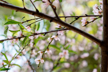 Prunus Persica 1