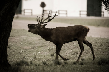 Male Red deer in La Pampa, Argentina, Parque Luro Nature Reserve