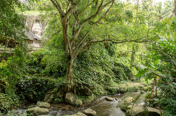 Fototapeta premium Vegetación frondosa de la isla de Bali 