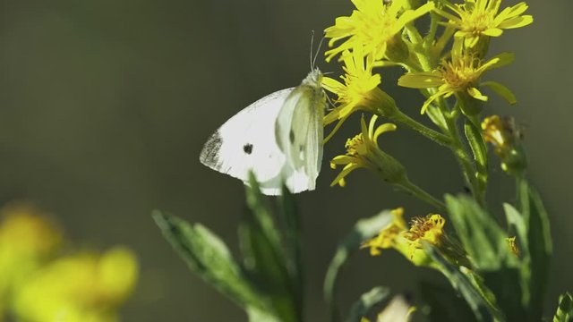 farfalla su fiore- Italia, Valle della Sila. clip 4k UHD/422, documetary, film, reportage