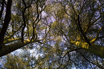 tree's branchs