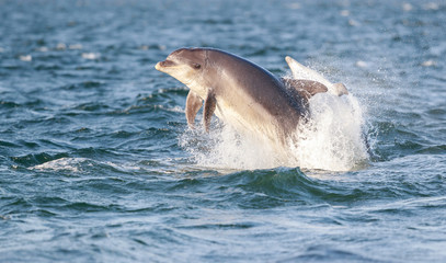 bottlenose dolphin breaching with eyes wide open looking at the camera