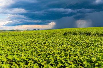 Rain coming over a soybean crop in Brazil