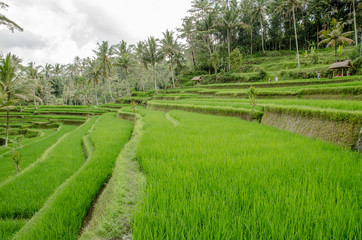 Paisaje típico de ruinas de templos y cultivo de arroz de la isla de Bali, cercano a la ciudad de Ubud. 
