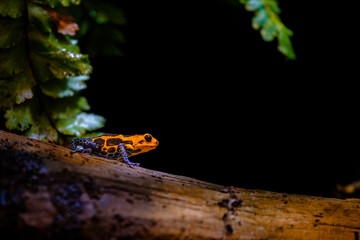 Mimic Poison Frog or poison arrow frog