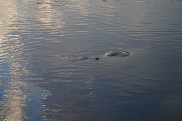 Obraz premium View of manatees underwater at the Manatee Park near the Florida Power and Light Company in Fort Myers, Florida