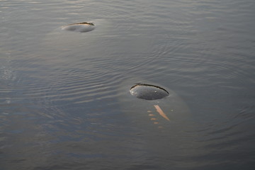 View of manatees underwater at the Manatee Park near the Florida Power and Light Company in Fort Myers, Florida