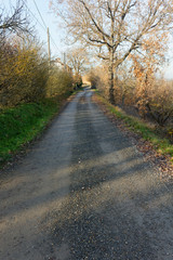 Fototapeta na wymiar Path road with trees and vegetation down hill to a wineyard in south of milano milan italia italy 