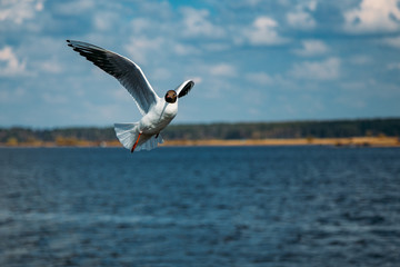 Flying black-headed gull on river background