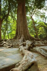 Naklejka premium Overgrown roots over the stone blocks of Ta Prohm temple ruins, located in the Angkor Wat complex near Siem Reap, Cambodia.