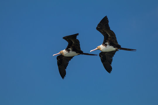 Two frigatebirds in flight, Indonesia