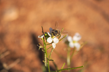 Detail of a bee that is on a flower of erucoid diplotaxis