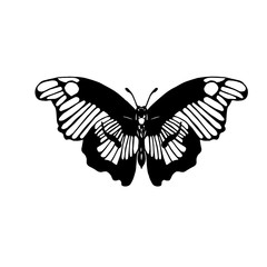 Hand drawn vector illustration of Lepidoptera