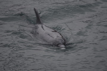 Delfin in der Ostsee in Dänemark