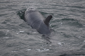 Delfin in der Ostsee in Dänemark © Andreas