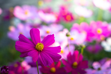 Fototapeta premium Beautiful Cosmos flowers in garden. Nature background.