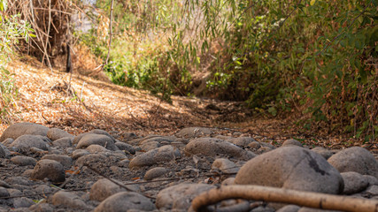 stream in the forest