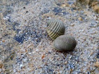close up shell on the sand