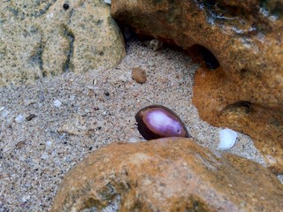 close up shell on the sand