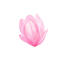 Pink magnolia wild flower in a watercolor style isolated simple object for greeting cards, gift paper