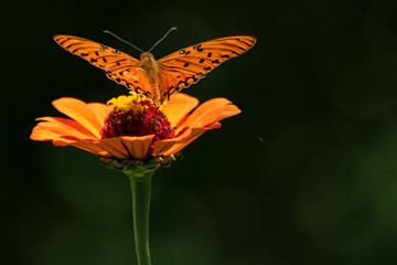 Butterfly on a flower