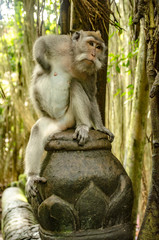 Monos del monkey forest de Ubud, Bali