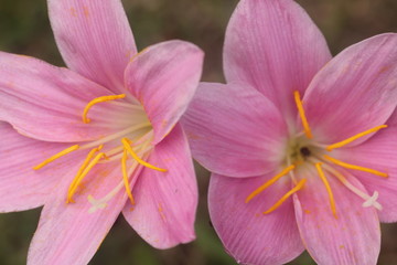 Fototapeta premium Amazing details of structure with stigma, petals, filaments and anther in clear detail flower Zephyranthes rosea flowers blooming after a heavy rain