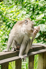 Monos del monkey forest de Ubud, Bali