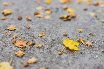 fallen leaves with yellow tones from a maple tree on concrete