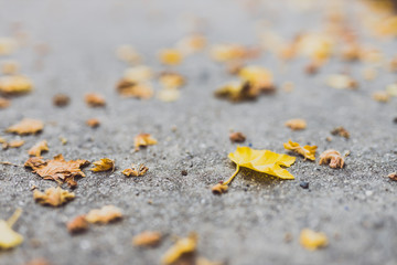 fallen leaves with yellow tones from a maple tree on concrete