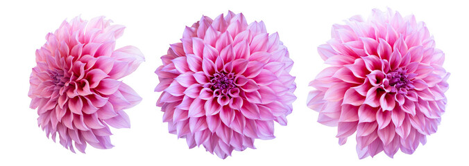 pink dahlia isolated on white background