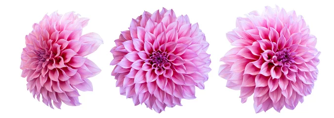 Deurstickers pink dahlia isolated on white background © sanee