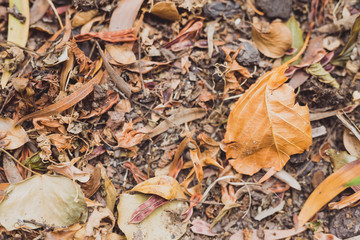 dead leaves fallen with brown colors piling up on the ground