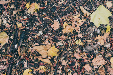 dead leaves fallen with brown colors piling up on the ground